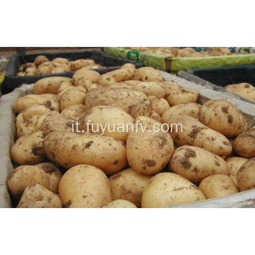 patata fresca per esportazione